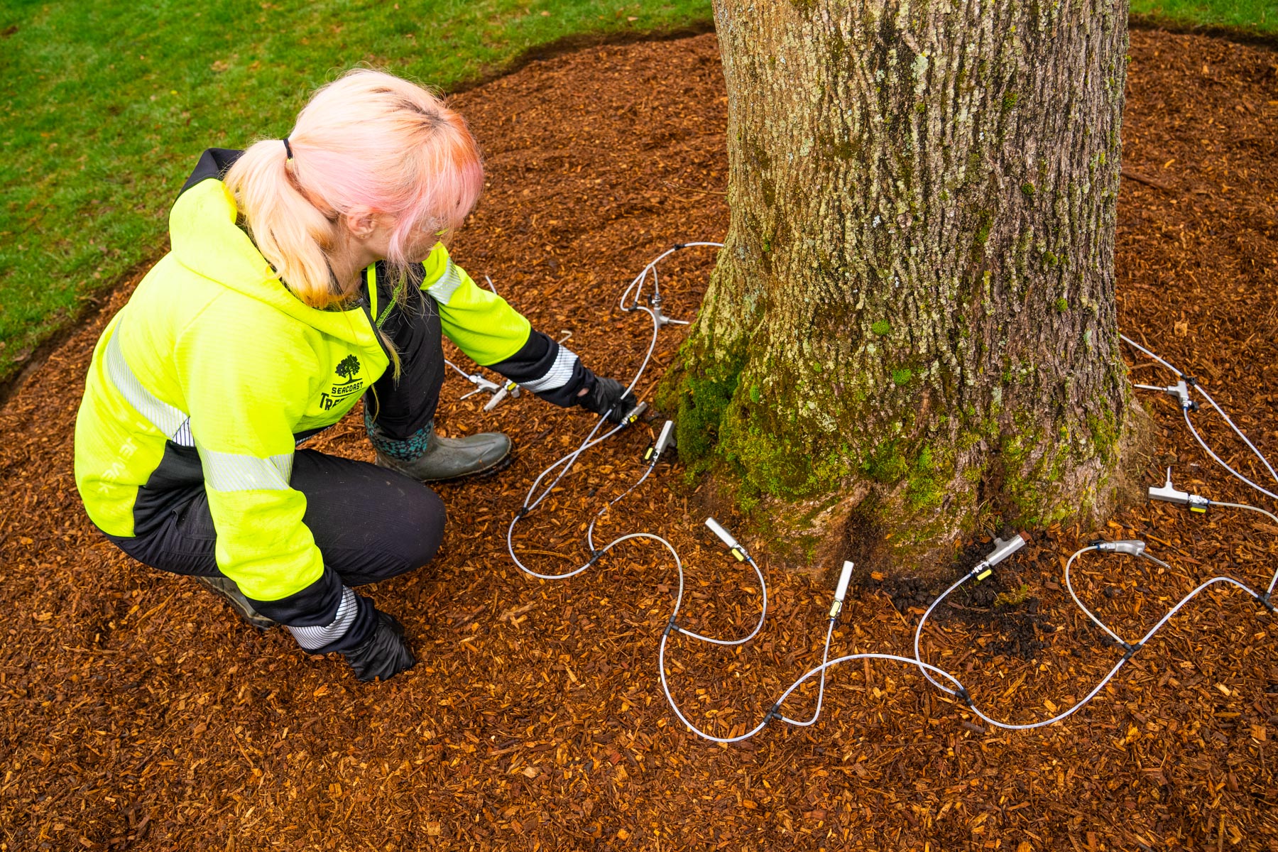 Newly Planted Tree Care 4 Tips to Ensure Healthy Growth